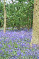 bluebells