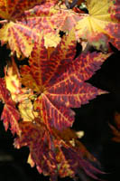 leaves