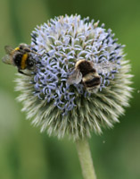 bees